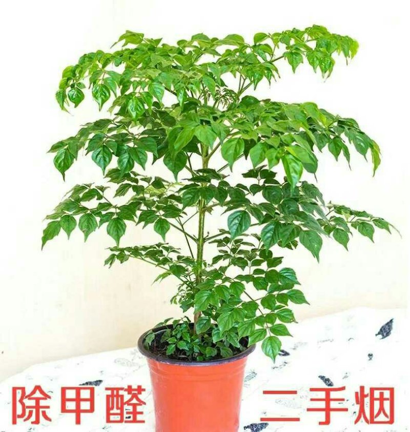 幸福树盆栽大小型绿植包邮客厅办公室内花卉南北方四季平安树