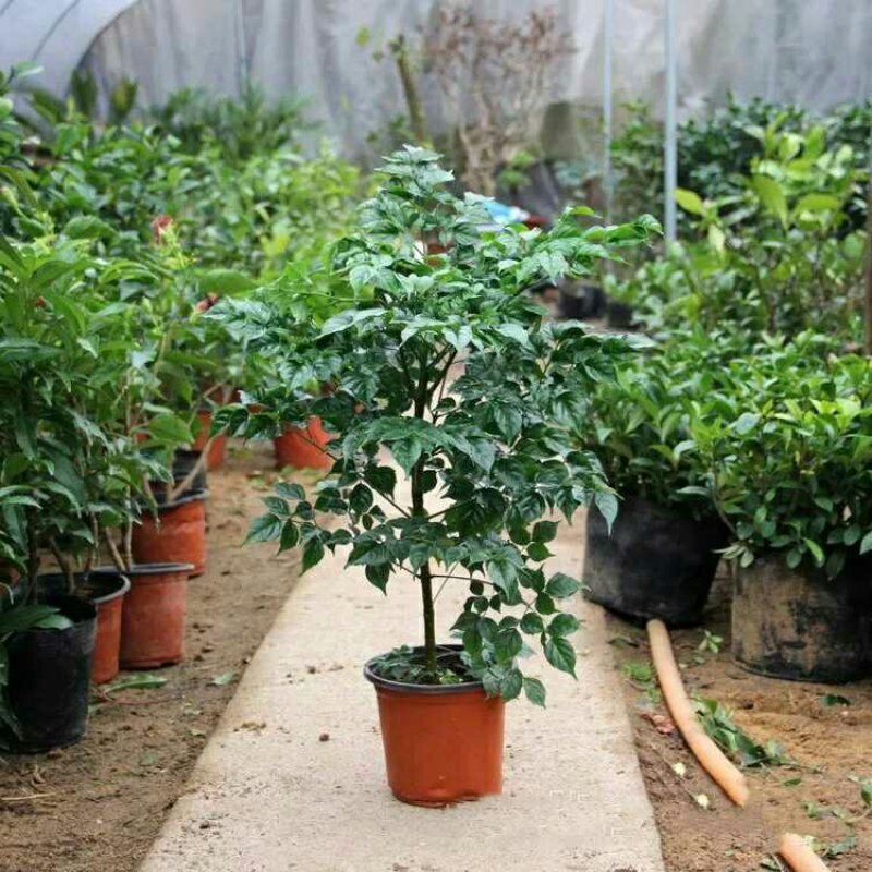 幸福树盆栽大小型绿植包邮客厅办公室内花卉南北方四季平安树