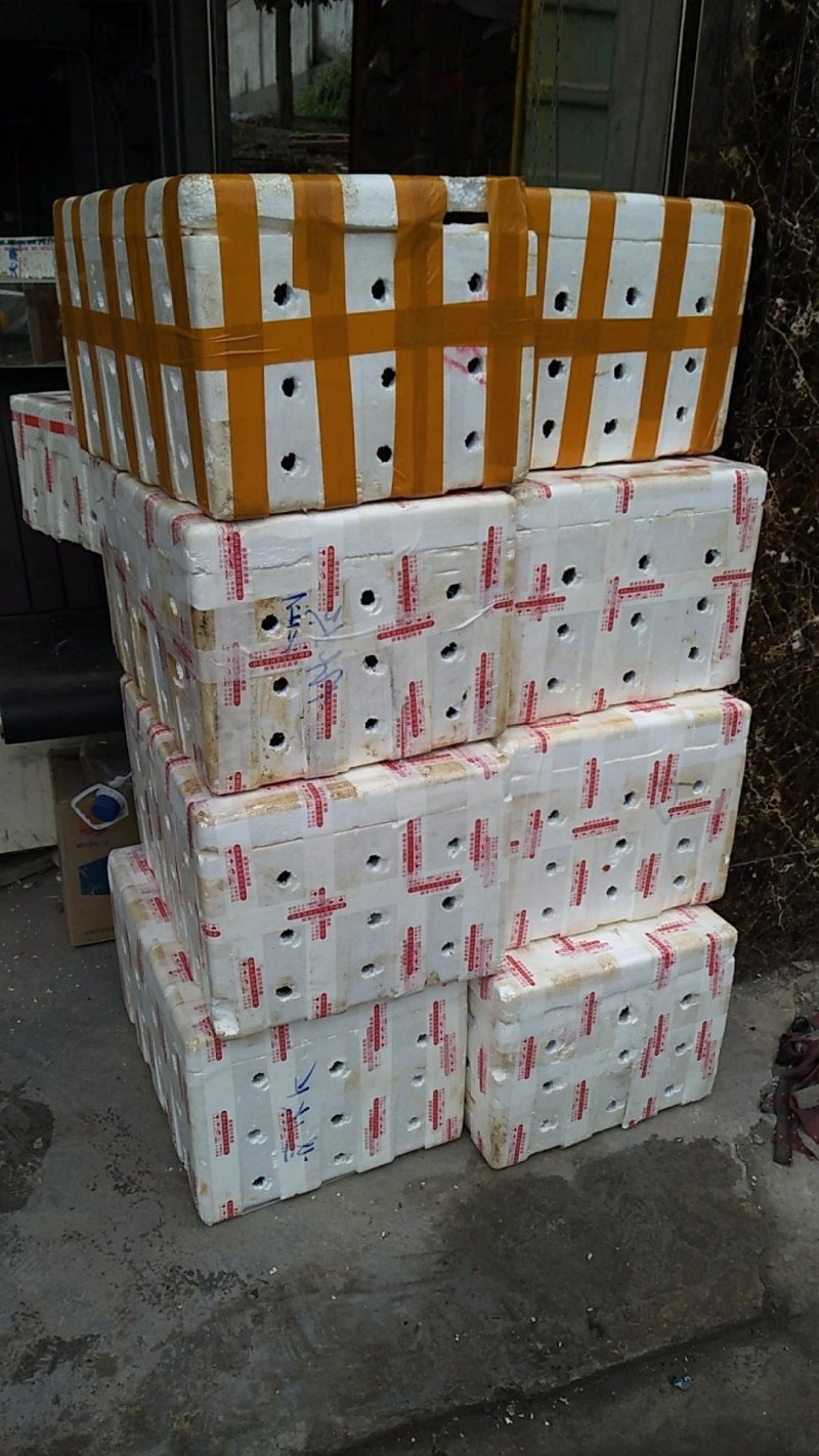 防野生种植金钗石斛苗2022质量保证统货挑货都有现货供应