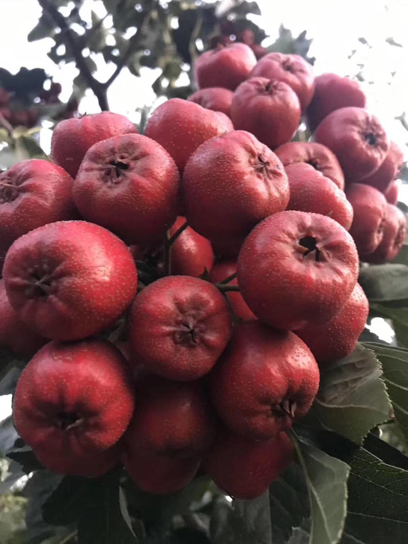 大磨盘山楂树苗、特别高产，果个非常大、优质品种