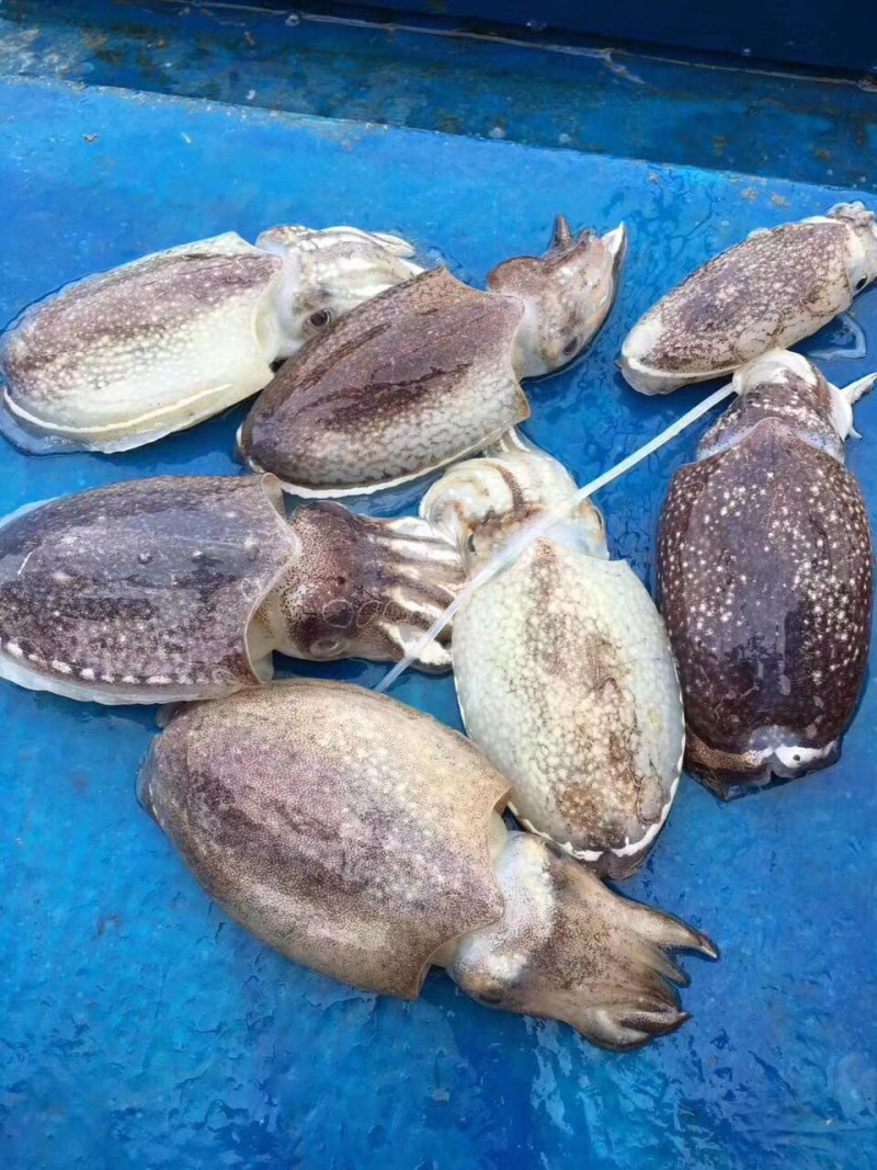 天然澳内海无添加足干墨鱼干