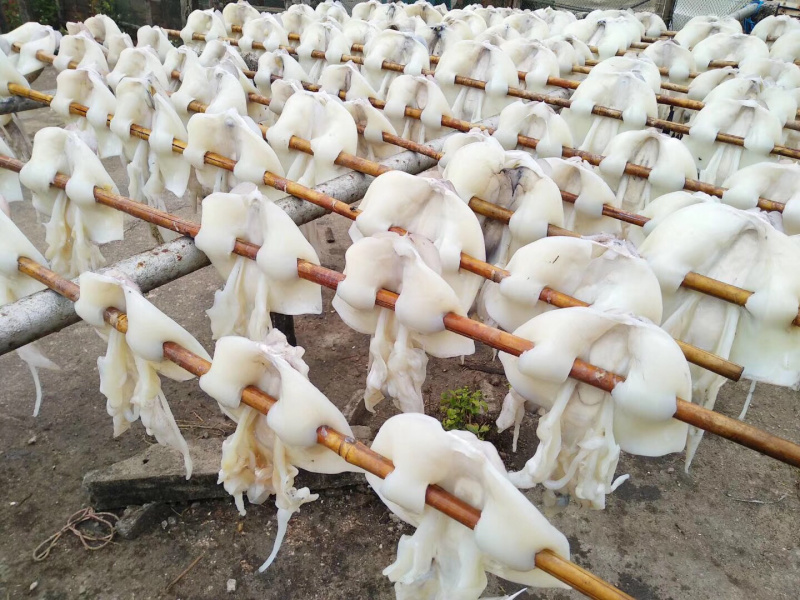 天然澳内海无添加足干墨鱼干