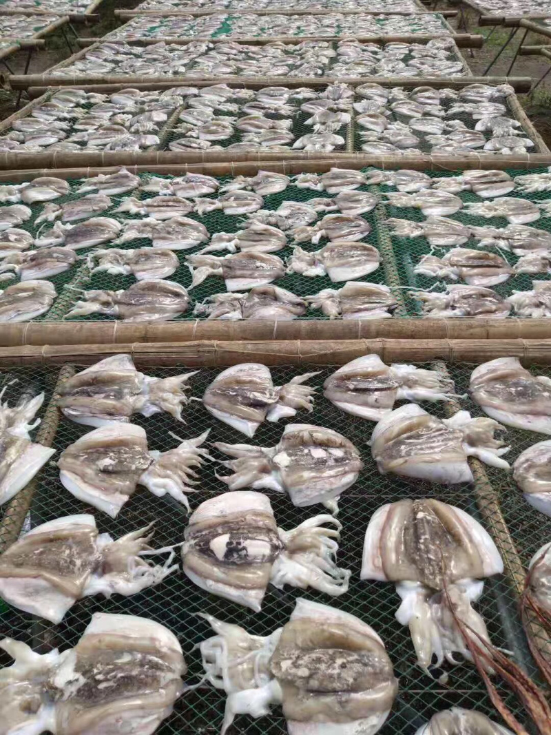 天然澳内海无添加足干墨鱼干