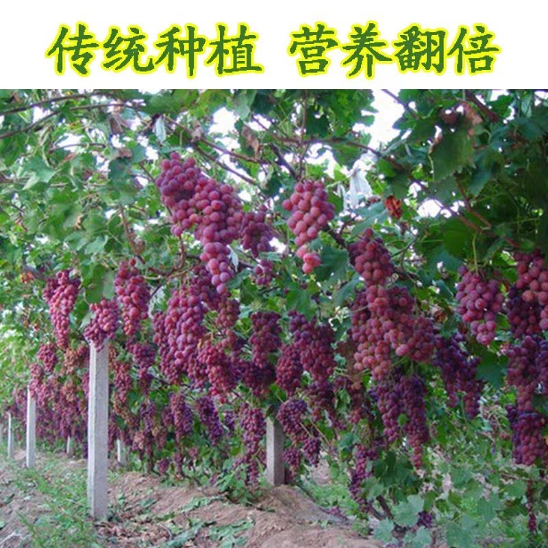 玫瑰香葡萄树苗果树苗葡萄苗盆栽室内爬藤南北方品种种植当年
