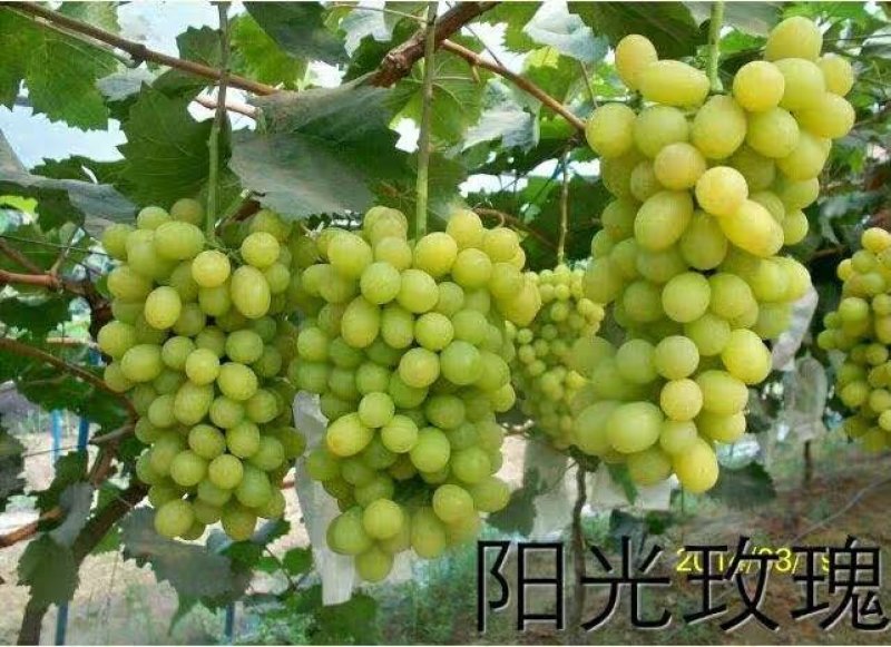 玫瑰香葡萄树苗果树苗葡萄苗盆栽室内爬藤南北方品种种植当年