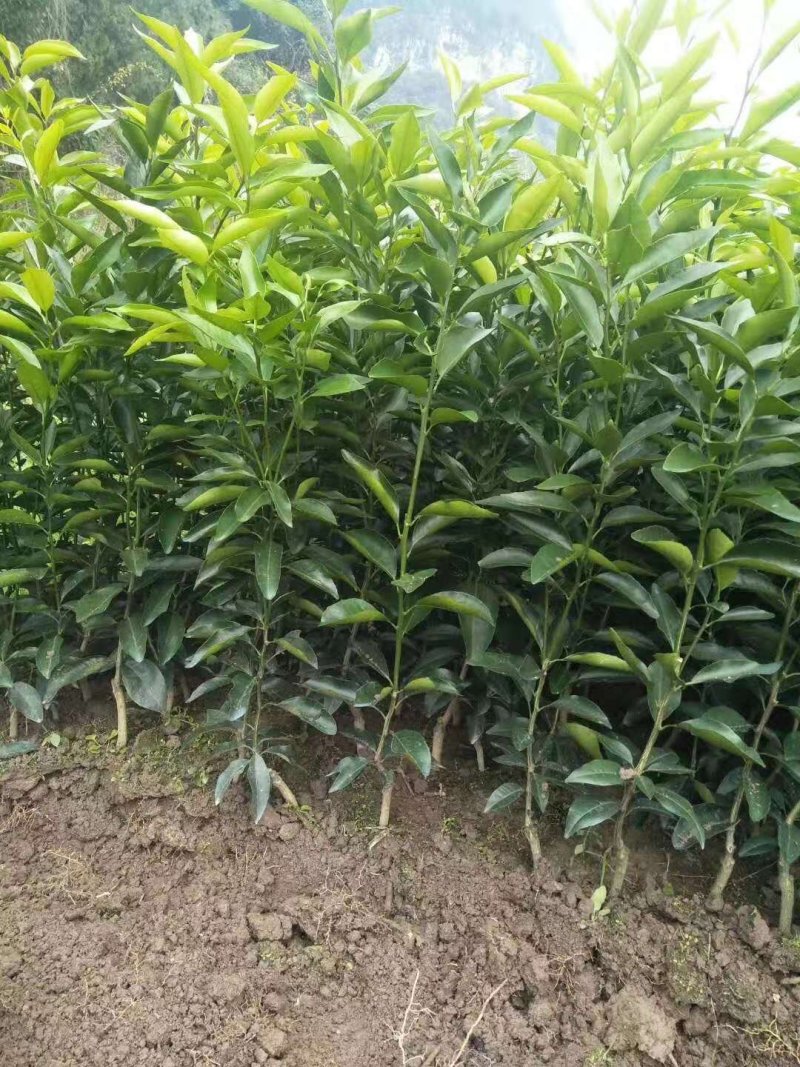 沃柑苗091沃柑苗优质沃柑苗无核沃柑苗