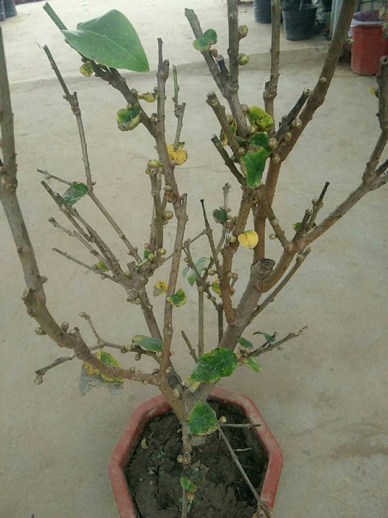 腊梅盆栽苗梅花树苗腊梅盆景腊梅盆景苗，8年苗68元