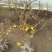 腊梅盆栽苗梅花树苗腊梅盆景腊梅盆景苗，8年苗68元