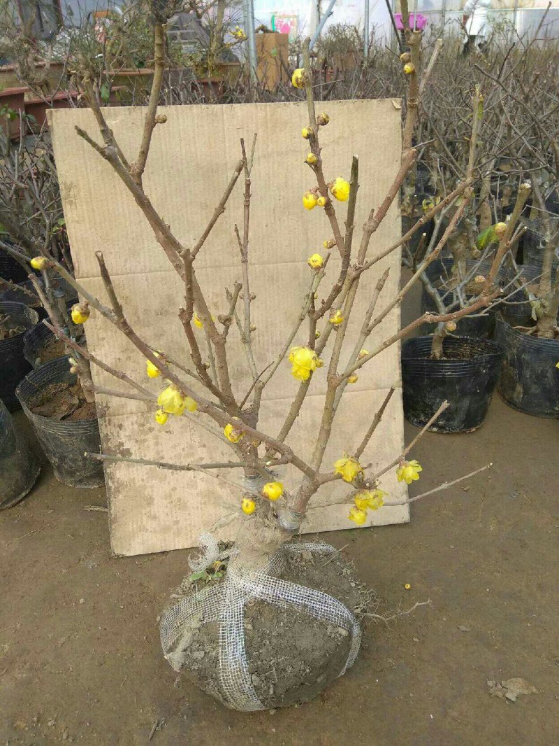 腊梅盆栽苗梅花树苗腊梅盆景腊梅盆景苗，8年苗68元