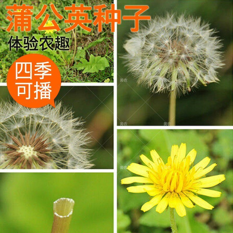 野生蒲公英种子食用婆婆纳种子蒲公英种子蒲公英种子