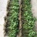 防野生种植金钗石斛苗2022质量保证统货挑货都有现货供应