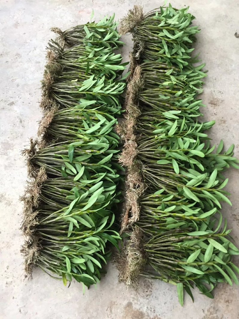 防野生种植金钗石斛苗2022质量保证统货挑货都有现货供应