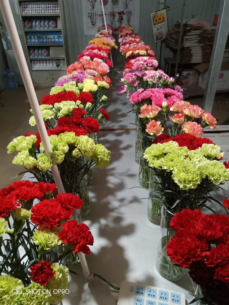 康乃馨切花种苗批发云南基地直发高10~15cm