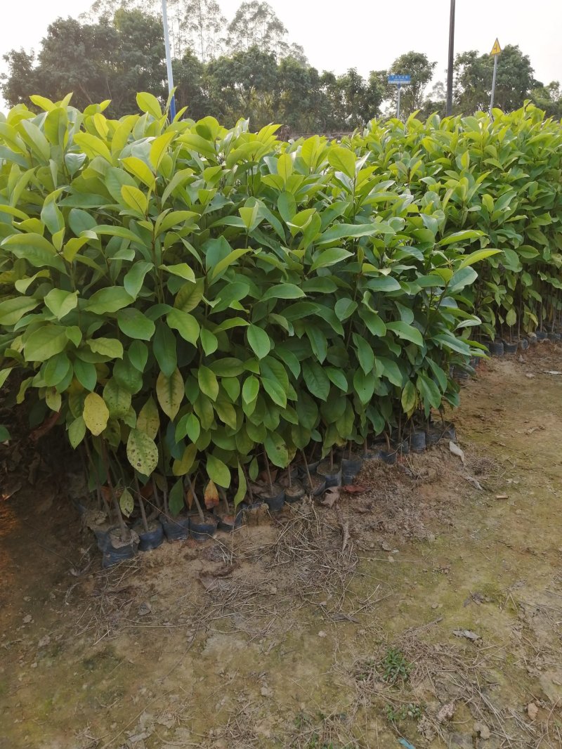 木荷小苗木荷袋苗木荷杯苗
