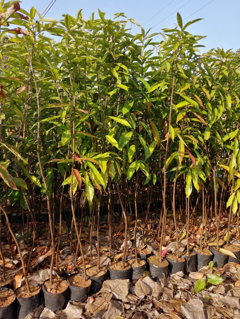 木荷小苗木荷袋苗木荷杯苗