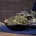 半枝莲供应上千种中药材