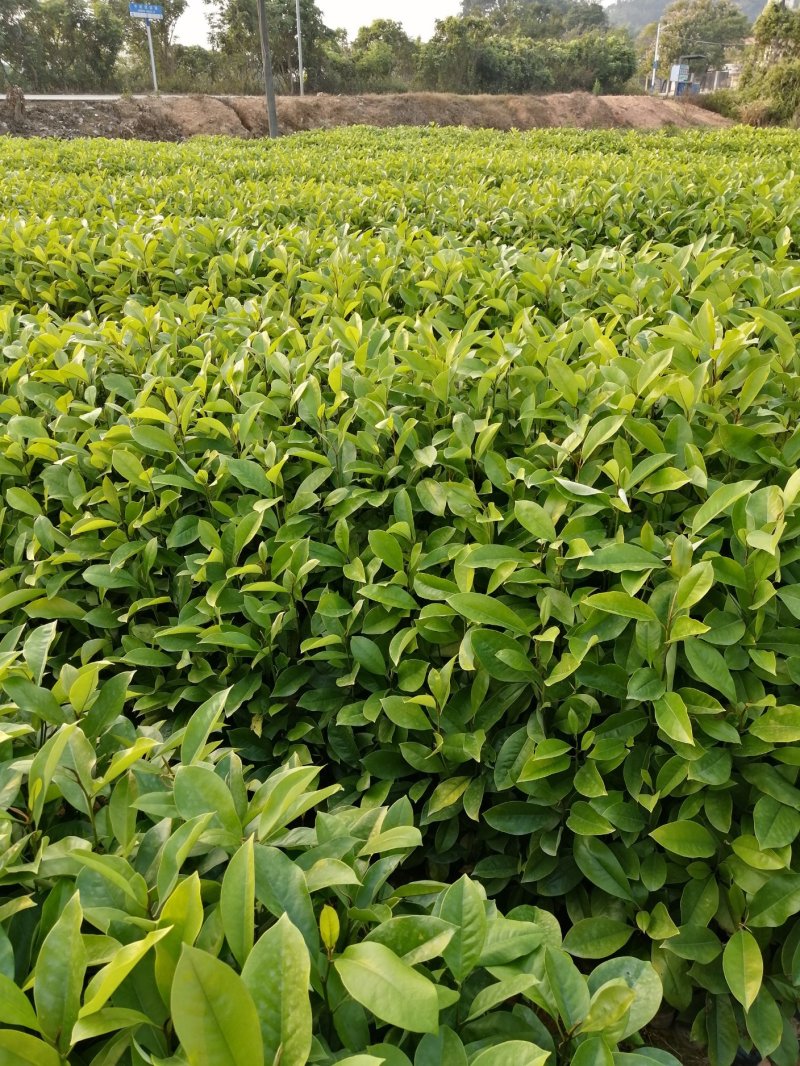 木荷小苗木荷袋苗木荷杯苗