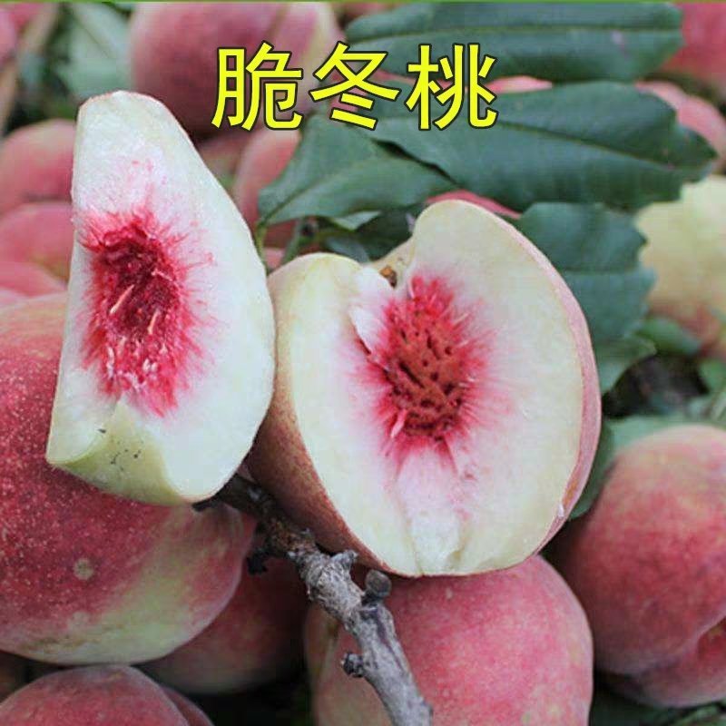嫁接桃树树苗极晚熟脆甜冬桃树苗巨型冬桃苗黄桃苗
