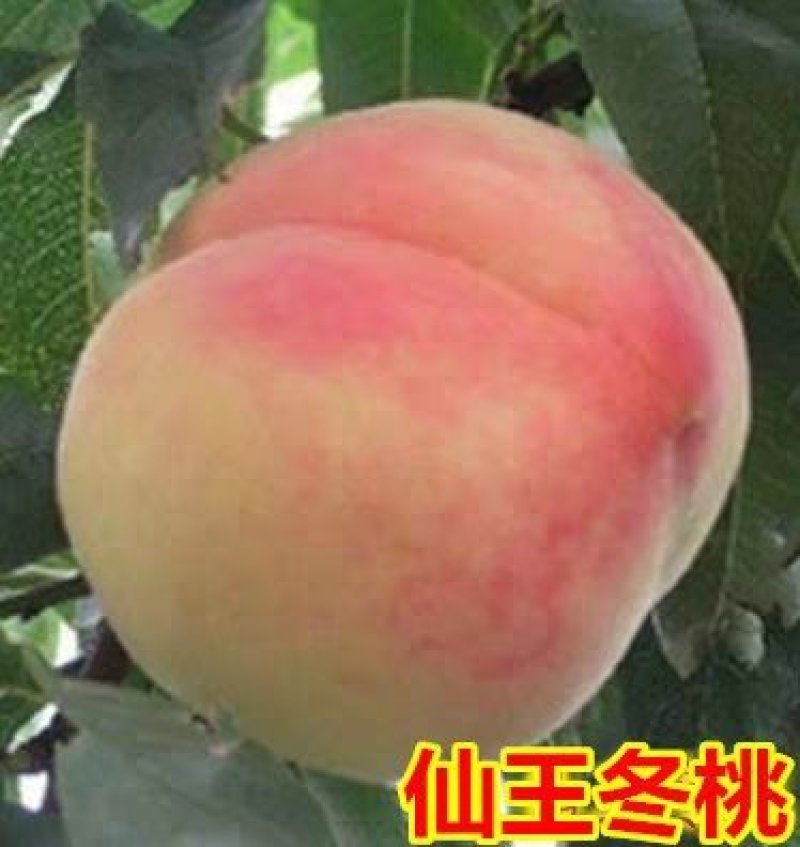 嫁接桃树树苗极晚熟脆甜冬桃树苗巨型冬桃苗黄桃苗