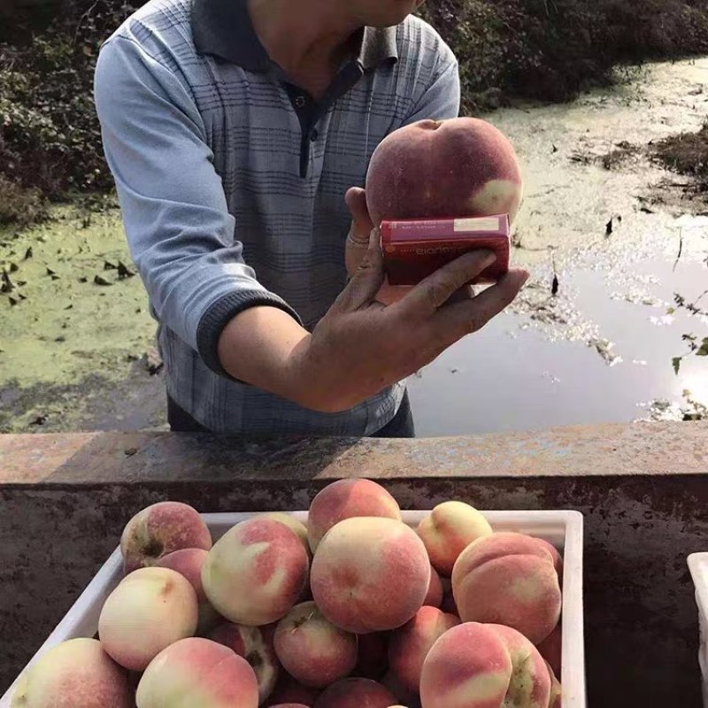 嫁接桃树树苗极晚熟脆甜冬桃树苗巨型冬桃苗黄桃苗