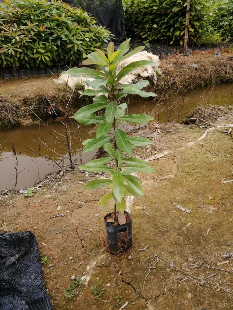 木荷小苗木荷袋苗木荷杯苗