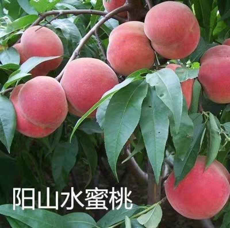 水蜜桃树苗嫁接桃树苗水果苗南北方种植黄桃苗当年挂果
