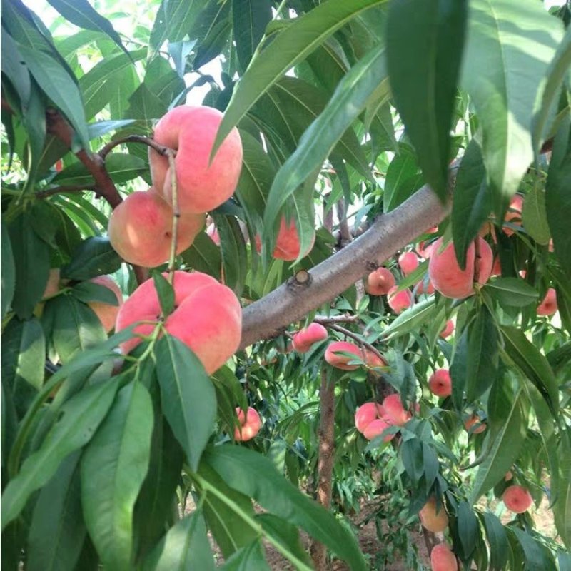 水蜜桃树苗嫁接桃树苗水果苗南北方种植黄桃苗当年挂果