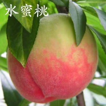 水蜜桃树苗嫁接桃树苗水果苗南北方种植黄桃苗当年挂果