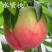 水蜜桃树苗嫁接桃树苗水果苗南北方种植黄桃苗当年挂果