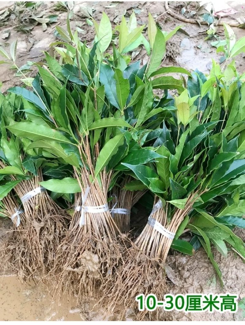 桂花苗，桂花树苗，金桂，丹桂，四季桂，八月桂，彩叶桂