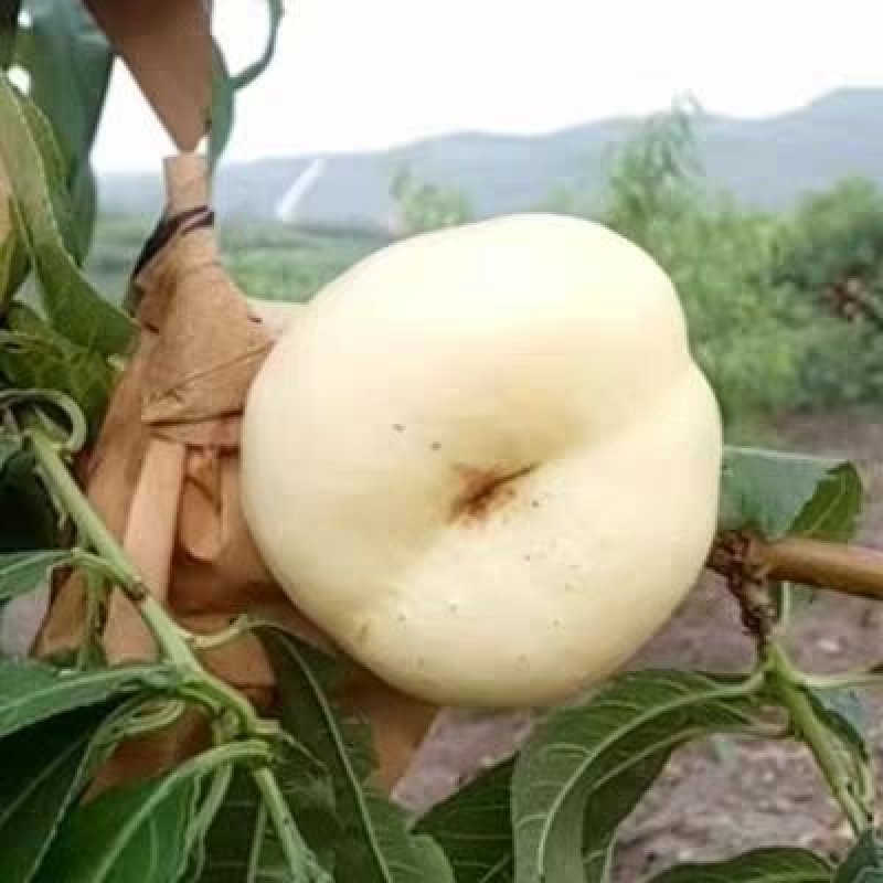 白蟠桃树苗嫁接奶油白蟠桃苗水果苗桃树苗黄桃苗南北方种植