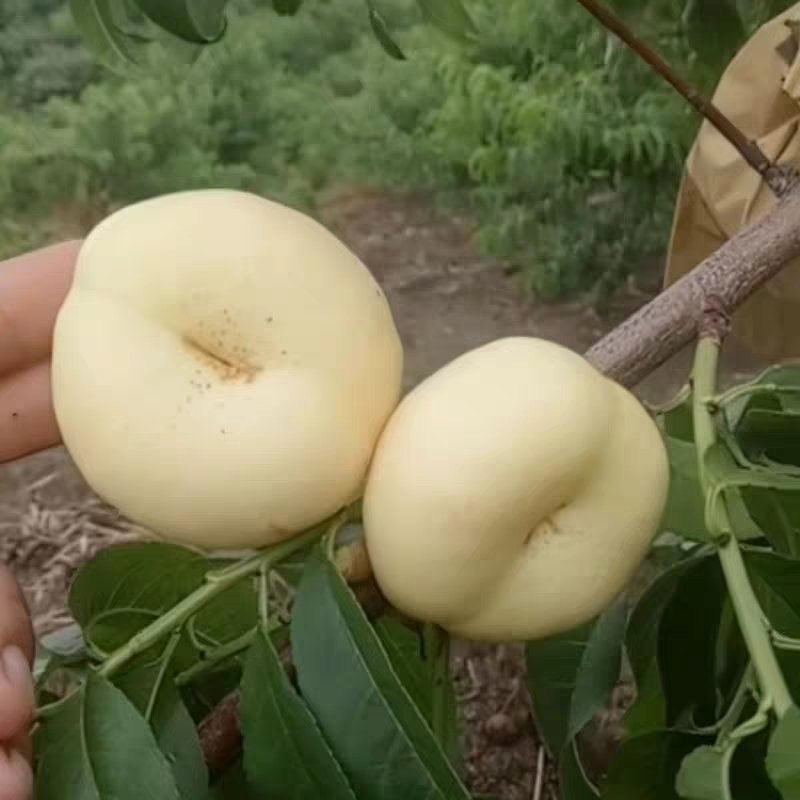 白蟠桃树苗嫁接奶油白蟠桃苗水果苗桃树苗黄桃苗南北方种植