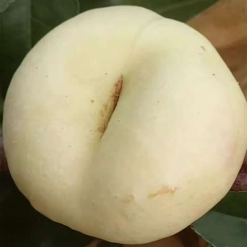 白蟠桃树苗嫁接奶油白蟠桃苗水果苗桃树苗黄桃苗南北方种植
