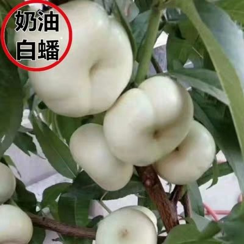 白蟠桃树苗嫁接奶油白蟠桃苗水果苗桃树苗黄桃苗南北方种植