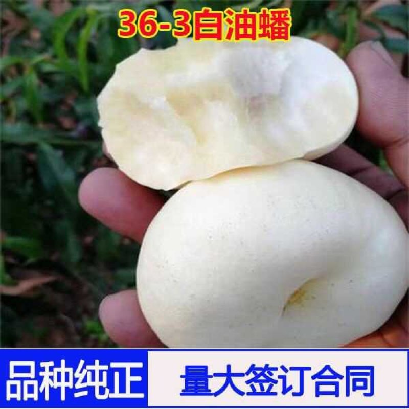 白蟠桃树苗嫁接奶油白蟠桃苗水果苗桃树苗黄桃苗南北方种植