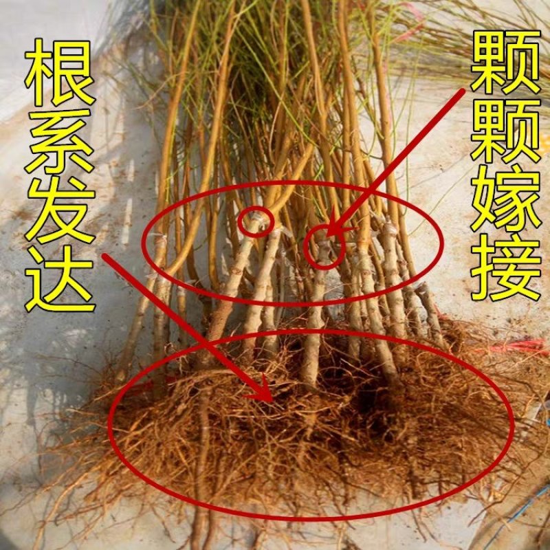 白蟠桃树苗嫁接奶油白蟠桃苗水果苗桃树苗黄桃苗南北方种植