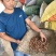 桃树苗晚熟桃树苗齐鲁巨红晚熟桃树粗度0.7cm以上