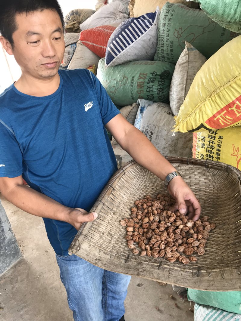 桃树苗晚熟桃树苗齐鲁巨红晚熟桃树粗度0.7cm以上