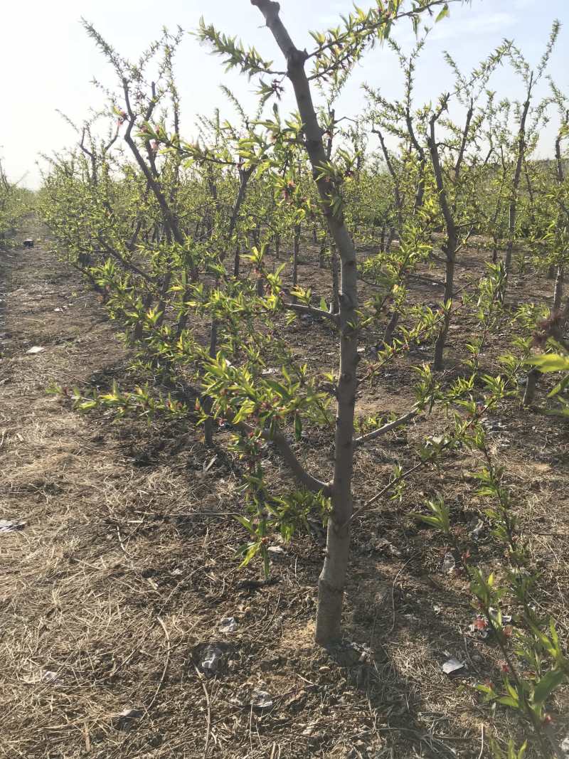 桃树苗晚熟桃树苗齐鲁巨红晚熟桃树粗度0.7cm以上