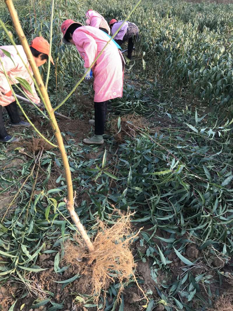 桃树苗晚熟桃树苗齐鲁巨红晚熟桃树粗度0.7cm以上