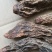 锁阳秋季完整锁阳阿拉善荒漠锁阳一斤包邮泡酒泡茶料