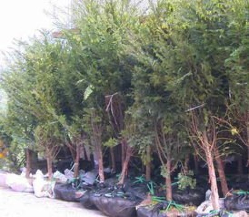 正宗南方红豆杉树苗盆景盆栽花苗曼地亚红豆杉苗大型绿绿化苗
