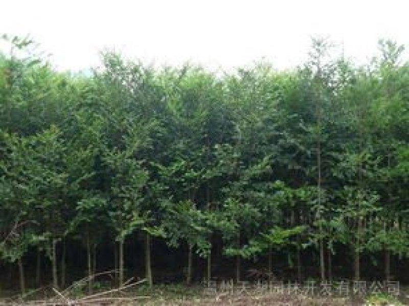 正宗南方红豆杉树苗盆景盆栽花苗曼地亚红豆杉苗大型绿绿化苗