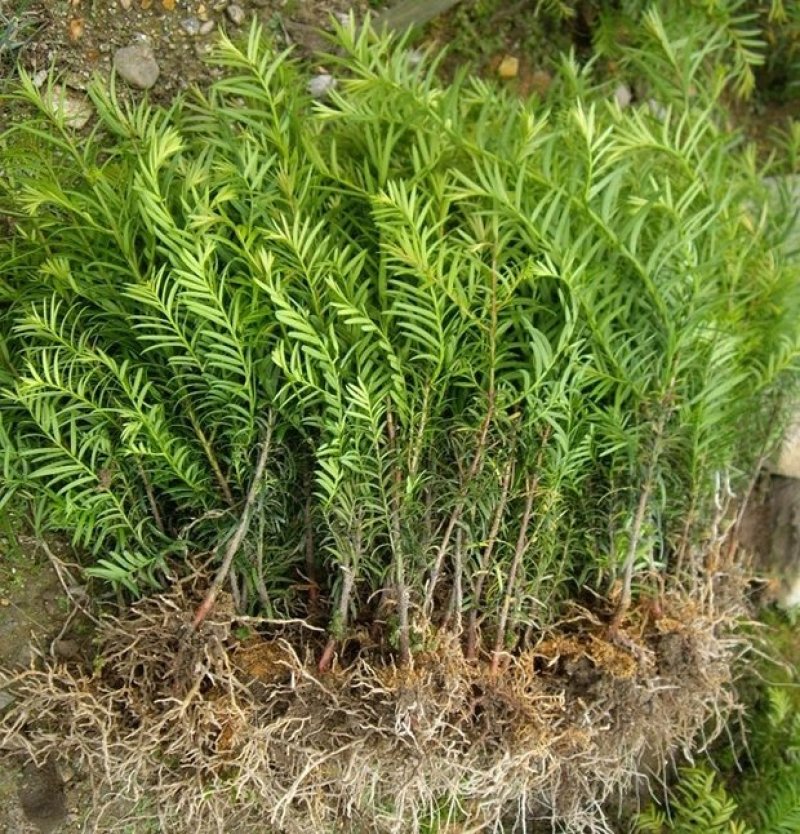 正宗南方红豆杉树苗盆景盆栽花苗曼地亚红豆杉苗大型绿绿化苗