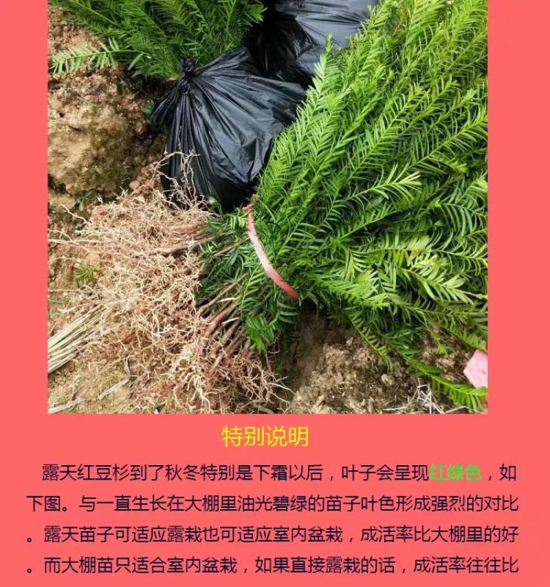 正宗南方红豆杉树苗盆景盆栽花苗曼地亚红豆杉苗大型绿绿化苗