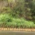 正宗南方红豆杉树苗盆景盆栽花苗曼地亚红豆杉苗大型绿绿化苗