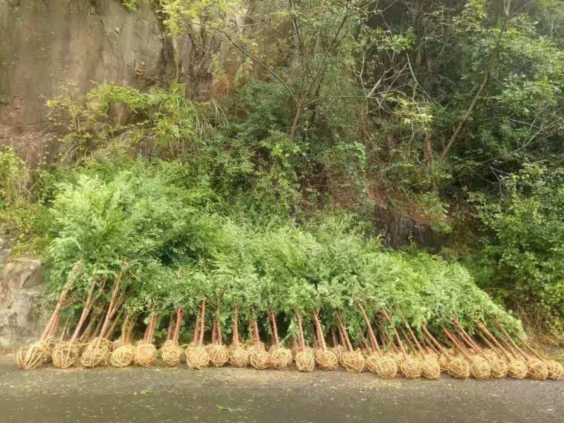 正宗南方红豆杉树苗盆景盆栽花苗曼地亚红豆杉苗大型绿绿化苗