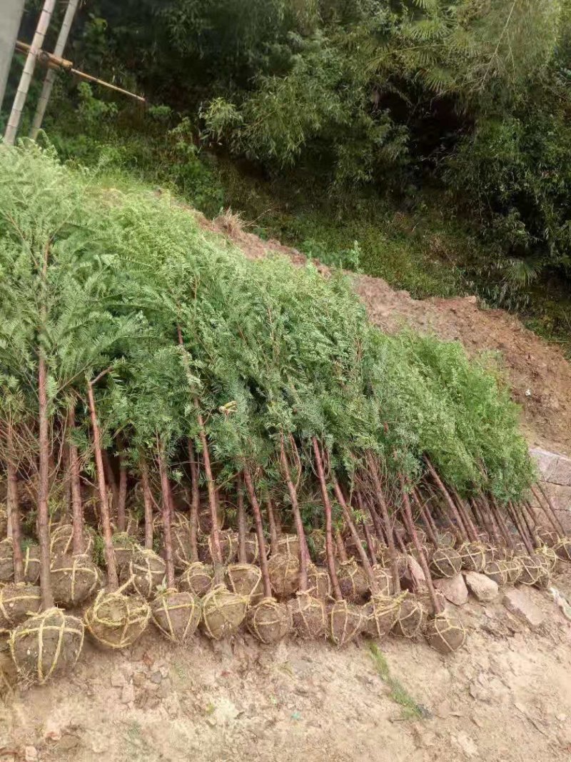 正宗南方红豆杉树苗盆景盆栽花苗曼地亚红豆杉苗大型绿绿化苗