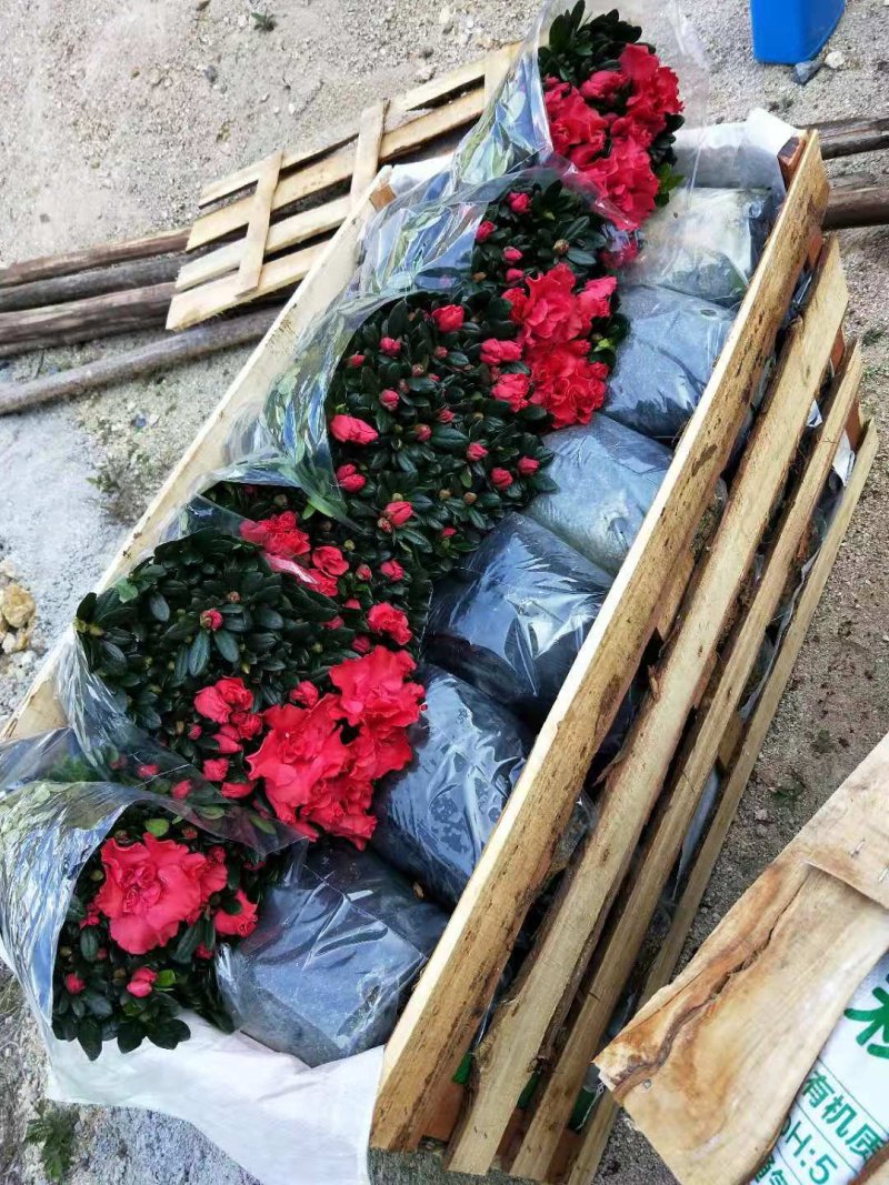 西洋杜鹃杨梅红四季杜鹃花杜鹃盆栽室内外种植