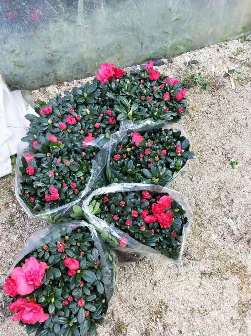 西洋杜鹃杨梅红四季杜鹃花杜鹃盆栽室内外种植